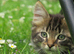 4 kittens for sale