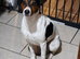 2 x Male Parson Jack Russell For Stud