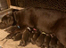 Chocolate labrador puppies