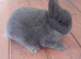 Rare lilac and tan netherland dwarfs Babys
