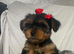 Must s@@ 2 absolutely beautiful Yorkshire terrier pups