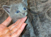 2 British shorthair kittens