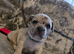 LAST PUP