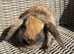 X2 Female mini lop ear x Harlequin