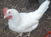 White egg layers 16to18 weeks old