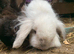 Two brothers for rehome
