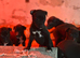 Stunning Lurcher pups READY NOW