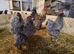 Brahma breeding group