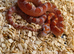 Hypo bloodred corn snake