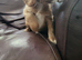 Cavapoo puppies for sale