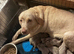 Kc dna clear silver Labrador