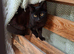 2 BOY kittens in desperate need of a family home