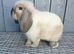 Friendly baby female mini lop