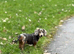2 female dachshund