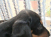 KC REG. PRA CLEAR PUPPIES