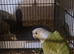 Lovely henconure