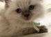 GCCF Ragdoll kittens Excellent pedigree