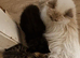 Male kitten British Longhair