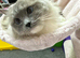 GCCF Ragdoll female blue mitted
