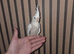 Super silly tamed Cockateil
