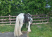 Black and white 13. 2 hands G gelded