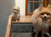 1 lovely Pomeranian pup