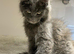 Available now! Last Two TICA Registered Maine Coon