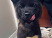 Akita pup