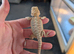 Baby bearded dragons ready now
