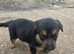 German Shepherd Puppies