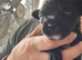 Pups for Sale