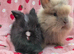 Fluffy teddy Angora X Lionhead very tame