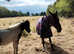 Wanted 6 stables