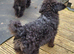 labradoodle puppy small miniature f1b girl