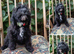 King Schnoodle