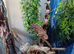 Female year old Yemen Chameleon