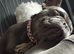 Female frenchie