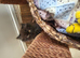 Kittens for sale