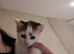 3 beautiful kittens for sale