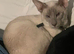 Male Lilac point Siamese