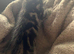 1 boy 3 girl kittens
