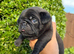 Pug Puppies️