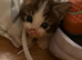 Tabby boy grey and white kitten