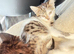 3 wonderfull kittens