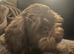 cockapoo x shitzu x 6 puppies