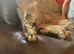 2 tabby kittens looking for their forever homes