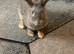 2 Beautiful Friendly Female Rabbits for Free &ndash; 6 Months Old &ndash; NW9 London
