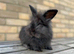 Angora lion head mixed breed