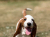 Quality KC REG. Basset pup