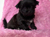 Yorkshire terrier pups,ready to Go